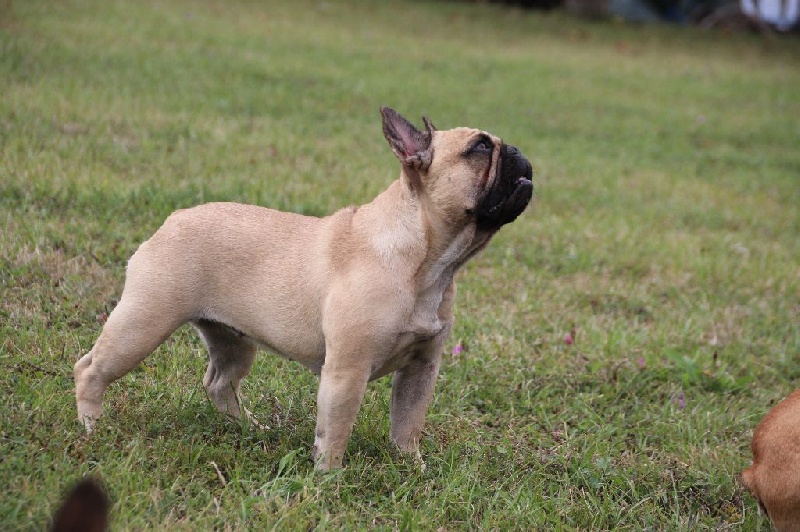 Lily bull Du Domaine Des Boule Rott