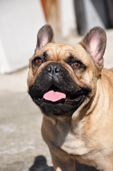 Lily bull Du Domaine Des Boule Rott