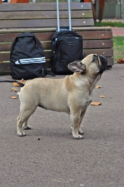 Lily bull Du Domaine Des Boule Rott