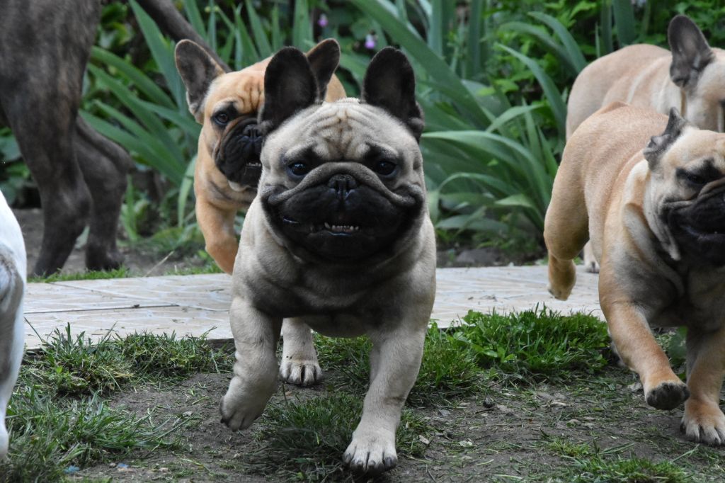 Oscar Du Domaine Des Boule Rott