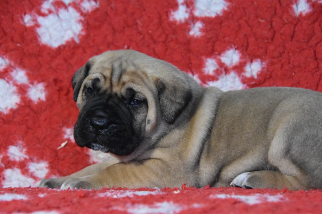 Des Guerriers Du Fenua - Chiot disponible  - Cane Corso