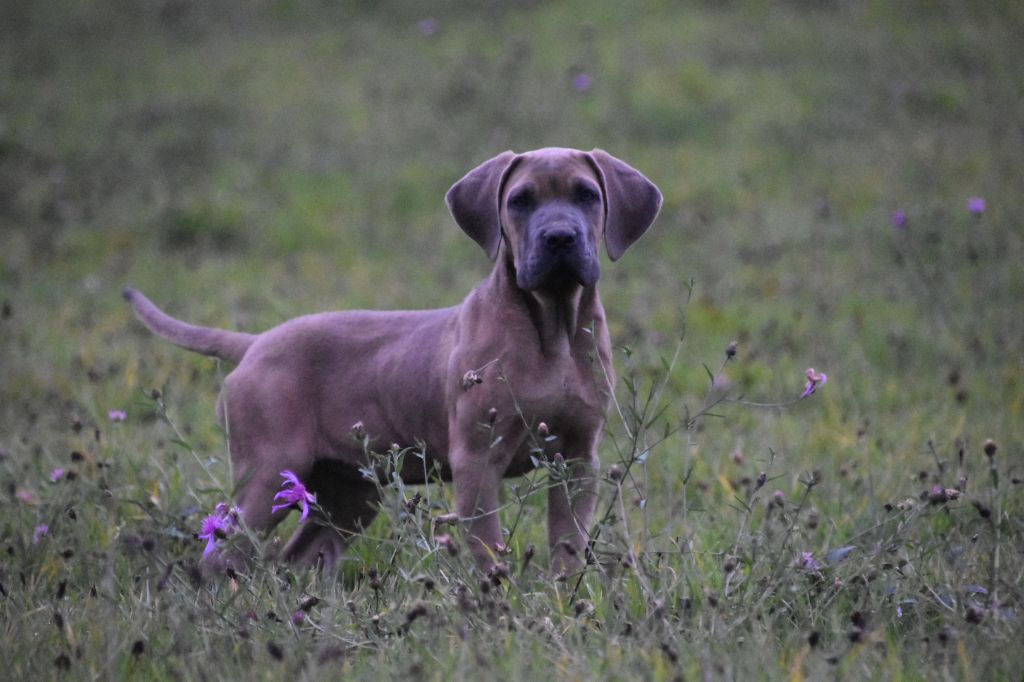 Des Guerriers Du Fenua - Chiot disponible  - Cane Corso