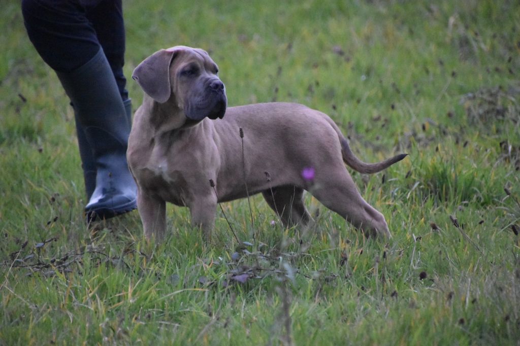 Des Guerriers Du Fenua - Chiot disponible  - Cane Corso