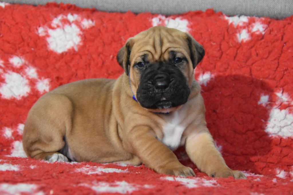 Des Guerriers Du Fenua - Chiot disponible  - Cane Corso