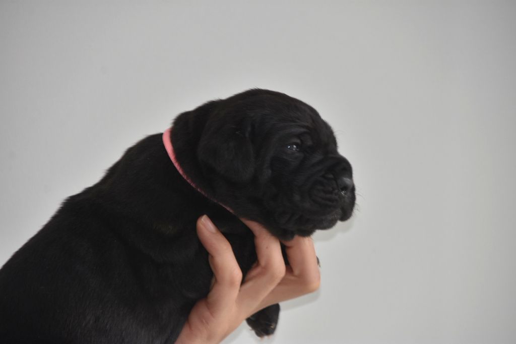 Des Guerriers Du Fenua - Chiot disponible  - Cane Corso