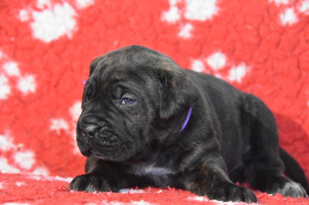 Des Guerriers Du Fenua - Chiot disponible  - Cane Corso