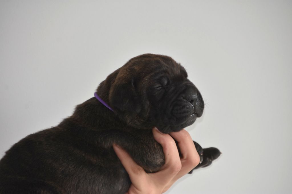 Des Guerriers Du Fenua - Chiot disponible  - Cane Corso