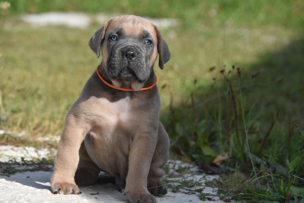 Des Guerriers Du Fenua - Chiot disponible  - Cane Corso