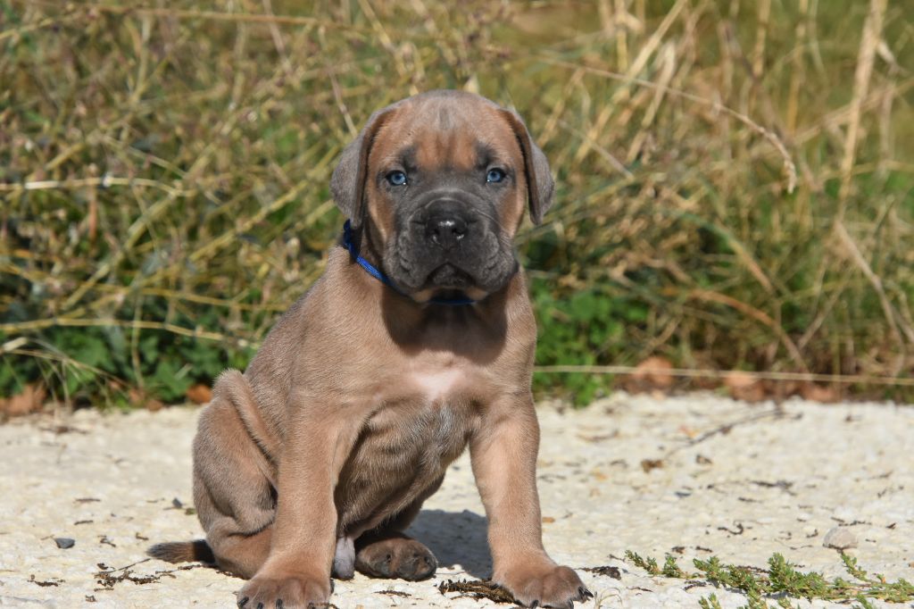 Des Guerriers Du Fenua - Chiot disponible  - Cane Corso