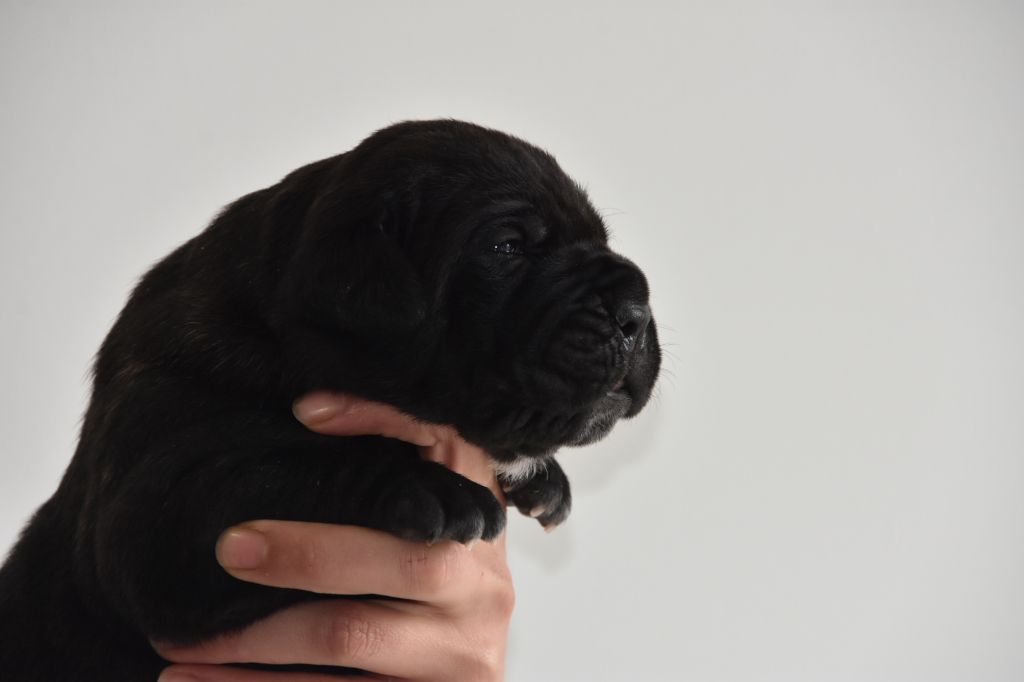 Des Guerriers Du Fenua - Chiot disponible  - Cane Corso