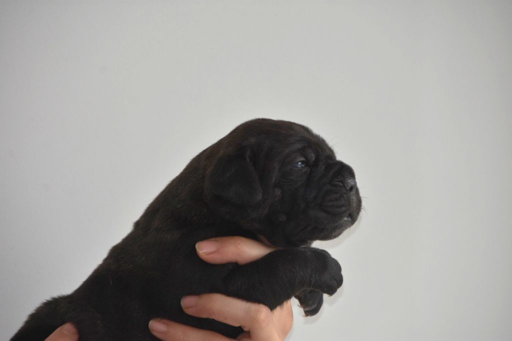 Des Guerriers Du Fenua - Chiot disponible  - Cane Corso