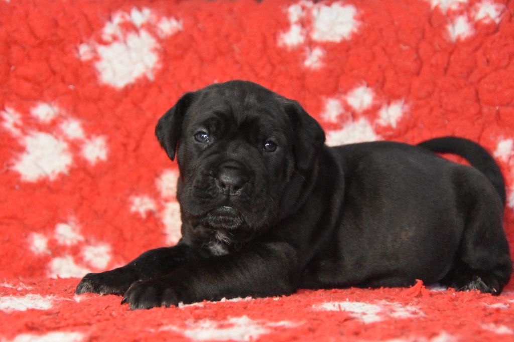 Des Guerriers Du Fenua - Chiot disponible  - Cane Corso