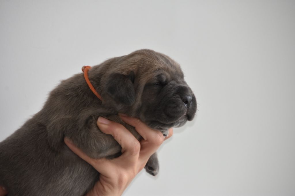 Des Guerriers Du Fenua - Chiot disponible  - Cane Corso