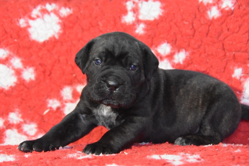 Des Guerriers Du Fenua - Chiot disponible  - Cane Corso