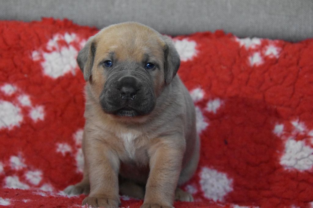 Des Guerriers Du Fenua - Chiot disponible  - Cane Corso