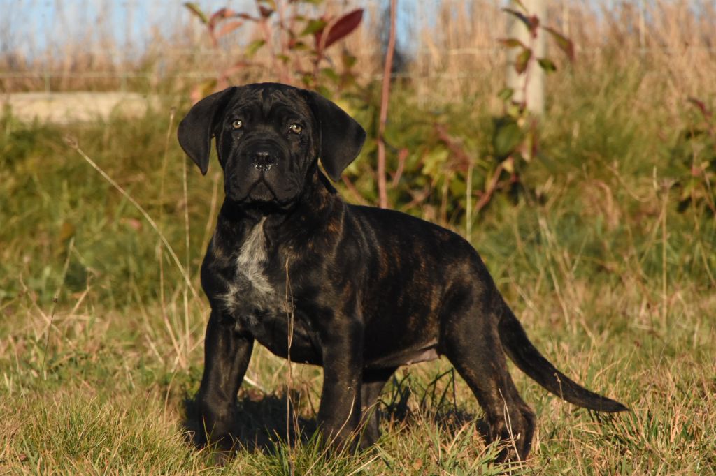 Des Guerriers Du Fenua - Chiot disponible  - Cane Corso