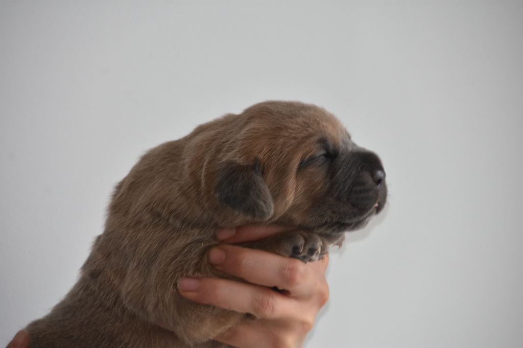 Des Guerriers Du Fenua - Chiot disponible  - Cane Corso