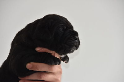 Des Guerriers Du Fenua - Cane Corso - Portée née le 04/11/2024