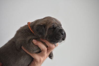 Des Guerriers Du Fenua - Cane Corso - Portée née le 04/11/2024