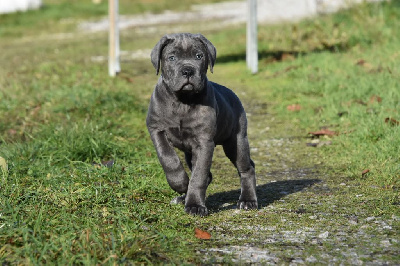 Des Guerriers Du Fenua - Cane Corso - Portée née le 23/10/2022