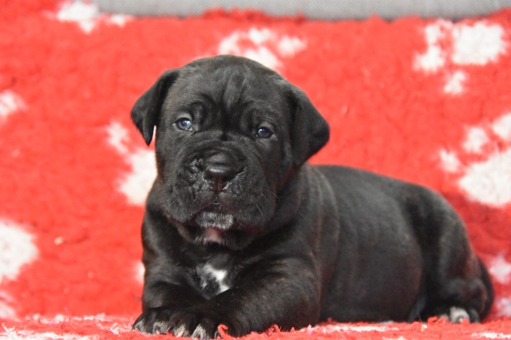 Des Guerriers Du Fenua - Chiot disponible  - Cane Corso