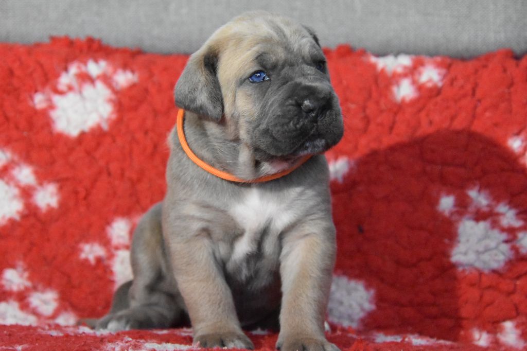 Des Guerriers Du Fenua - Chiot disponible  - Cane Corso