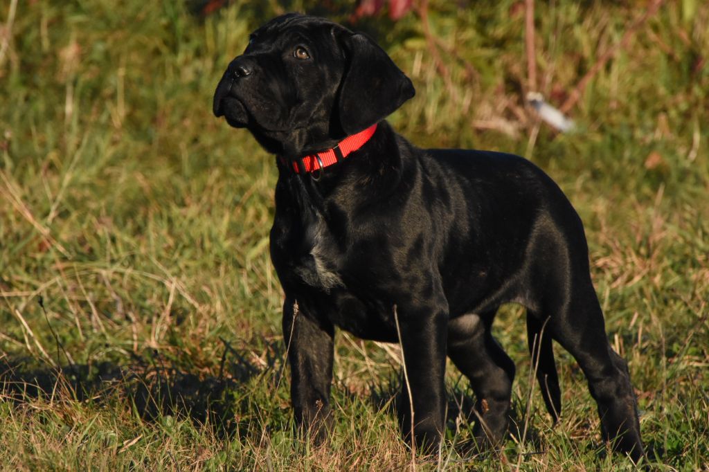 Des Guerriers Du Fenua - Chiot disponible  - Cane Corso