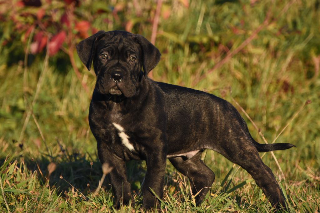 Des Guerriers Du Fenua - Chiot disponible  - Cane Corso