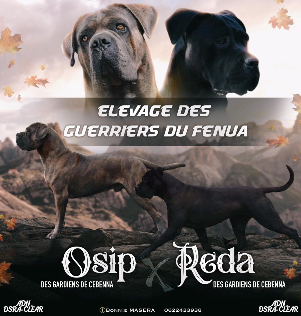 chiot Cane Corso Des Guerriers Du Fenua