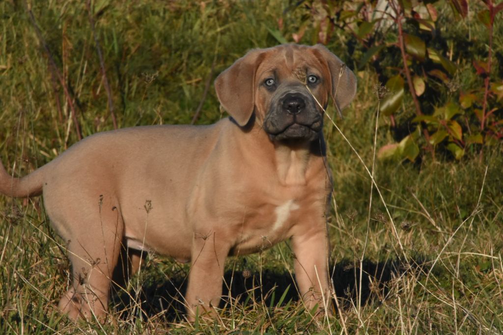 Des Guerriers Du Fenua - Chiot disponible  - Cane Corso