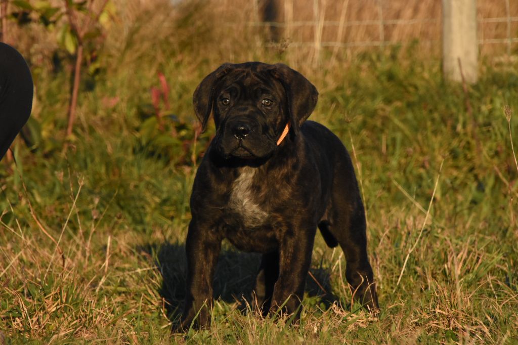 Des Guerriers Du Fenua - Chiot disponible  - Cane Corso