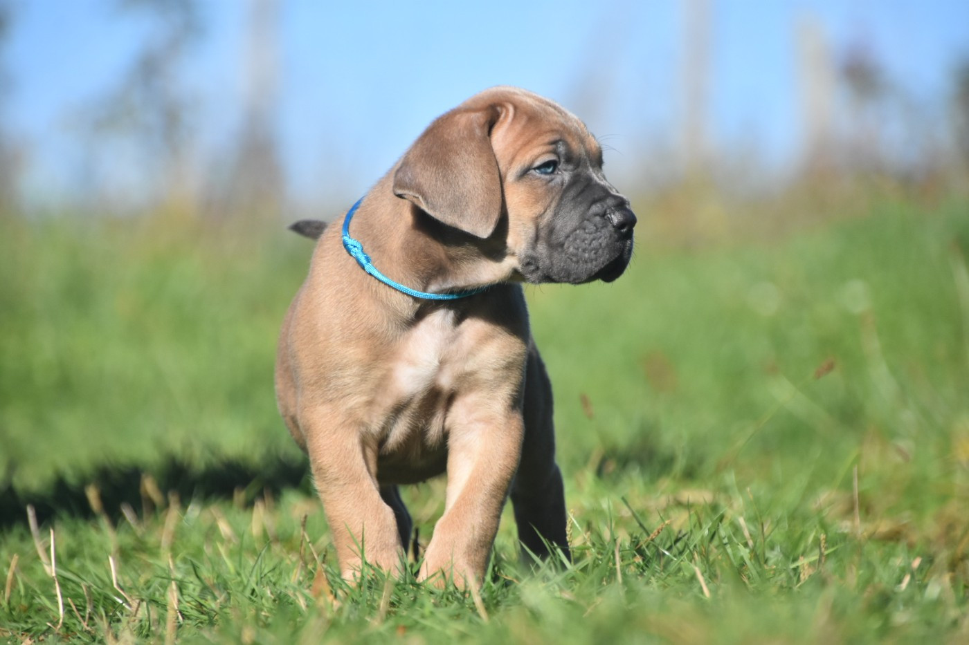 Des Guerriers Du Fenua - Chiots disponibles - Cane Corso