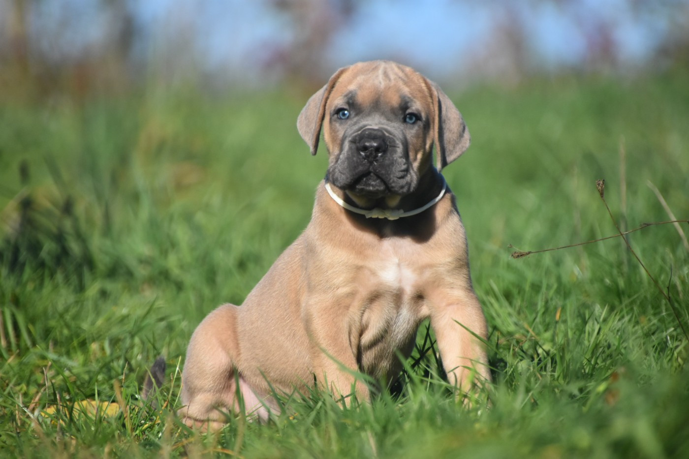 Des Guerriers Du Fenua - Chiots disponibles - Cane Corso