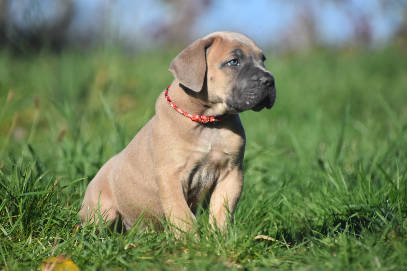 Des Guerriers Du Fenua - Chiots disponibles - Cane Corso