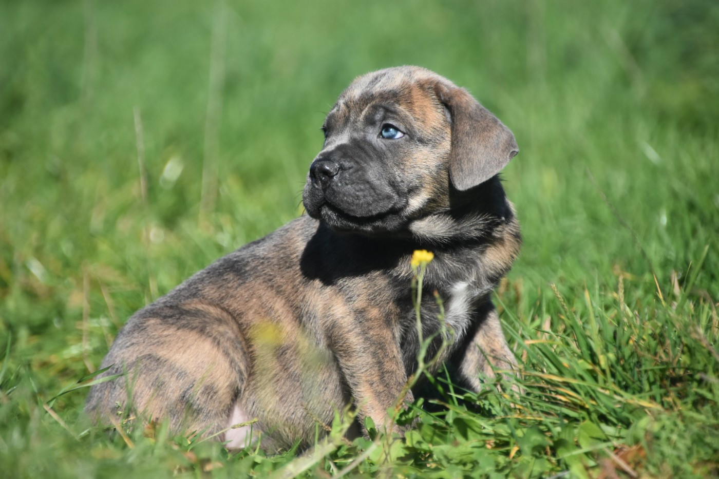 Des Guerriers Du Fenua - Chiots disponibles - Cane Corso