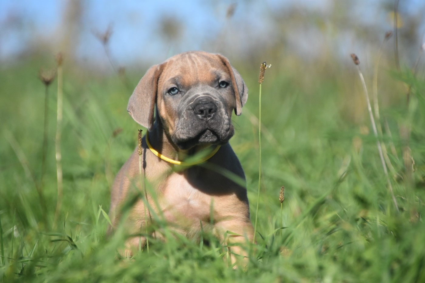 Des Guerriers Du Fenua - Chiots disponibles - Cane Corso