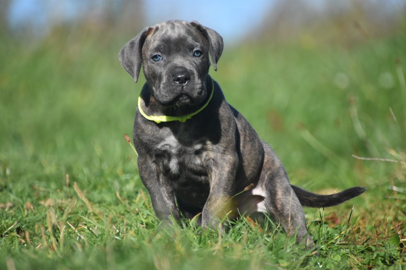 Des Guerriers Du Fenua - Chiots disponibles - Cane Corso