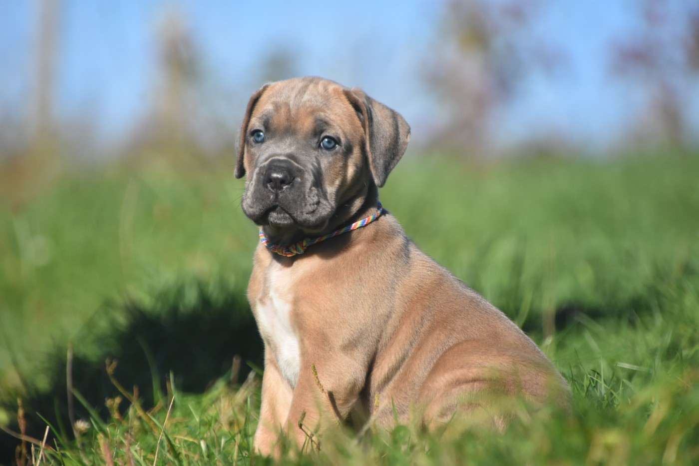 Des Guerriers Du Fenua - Chiots disponibles - Cane Corso