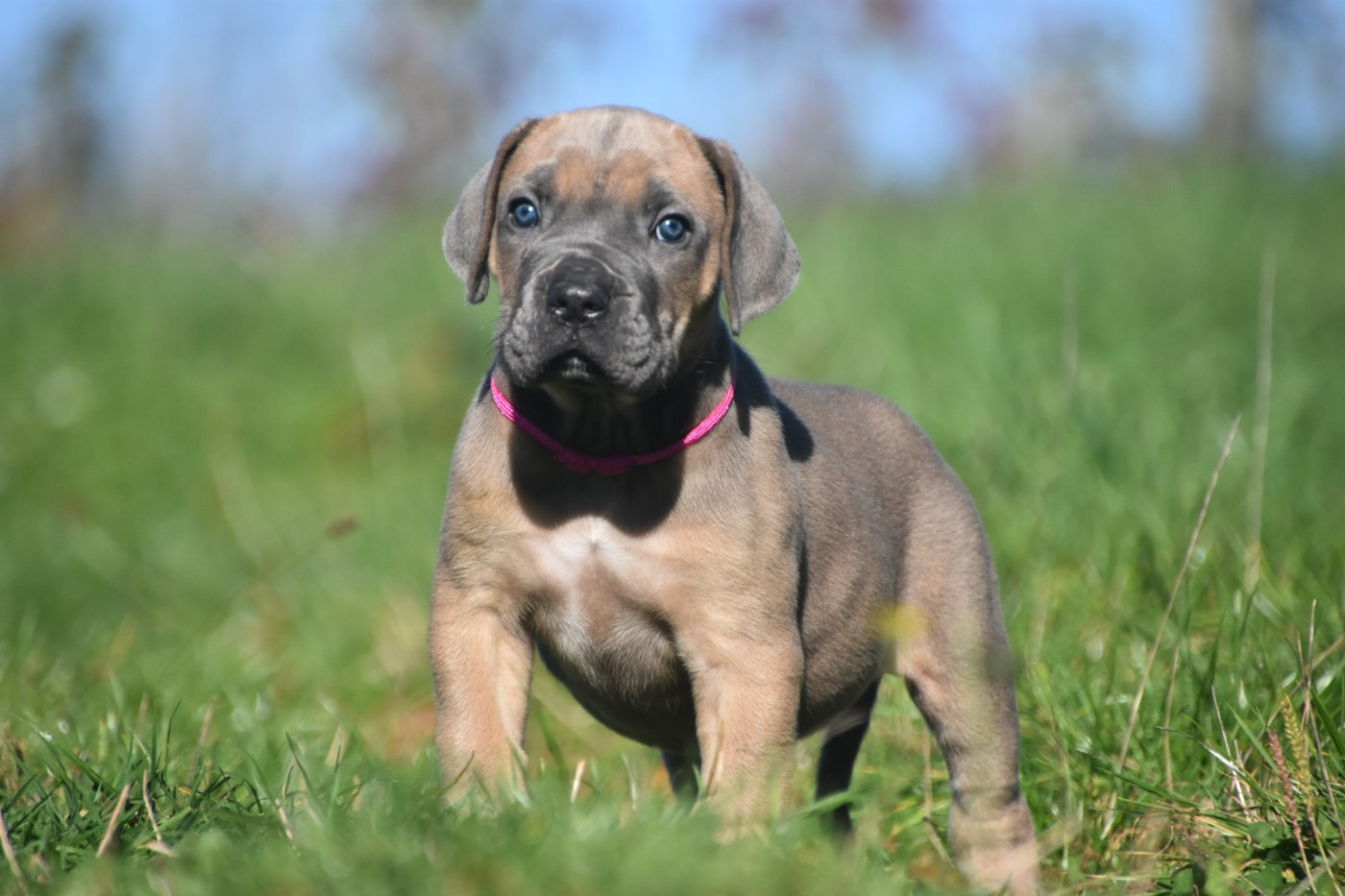 Des Guerriers Du Fenua - Chiots disponibles - Cane Corso