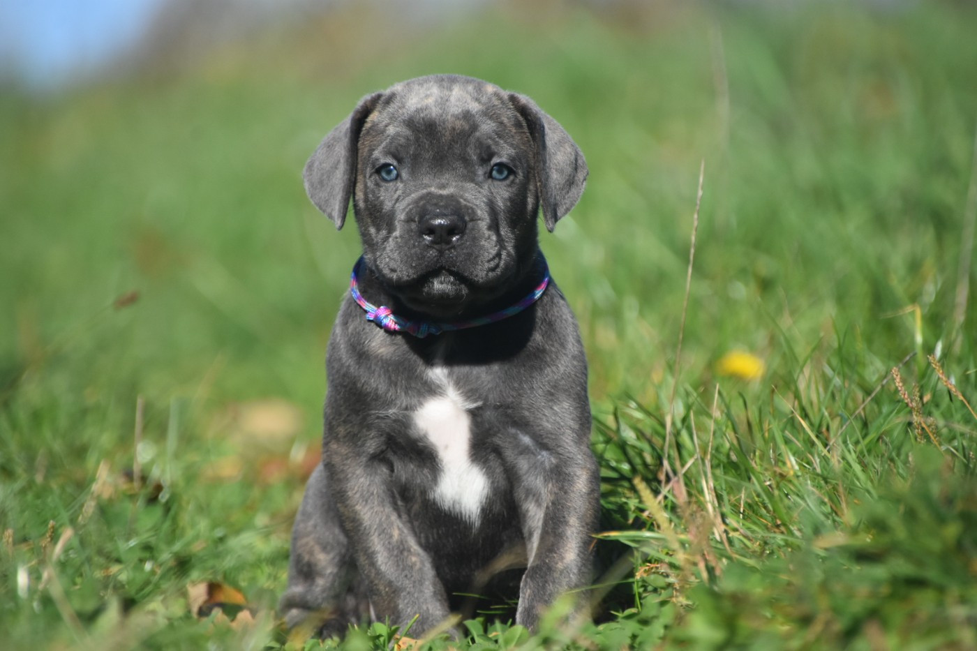 Des Guerriers Du Fenua - Chiots disponibles - Cane Corso