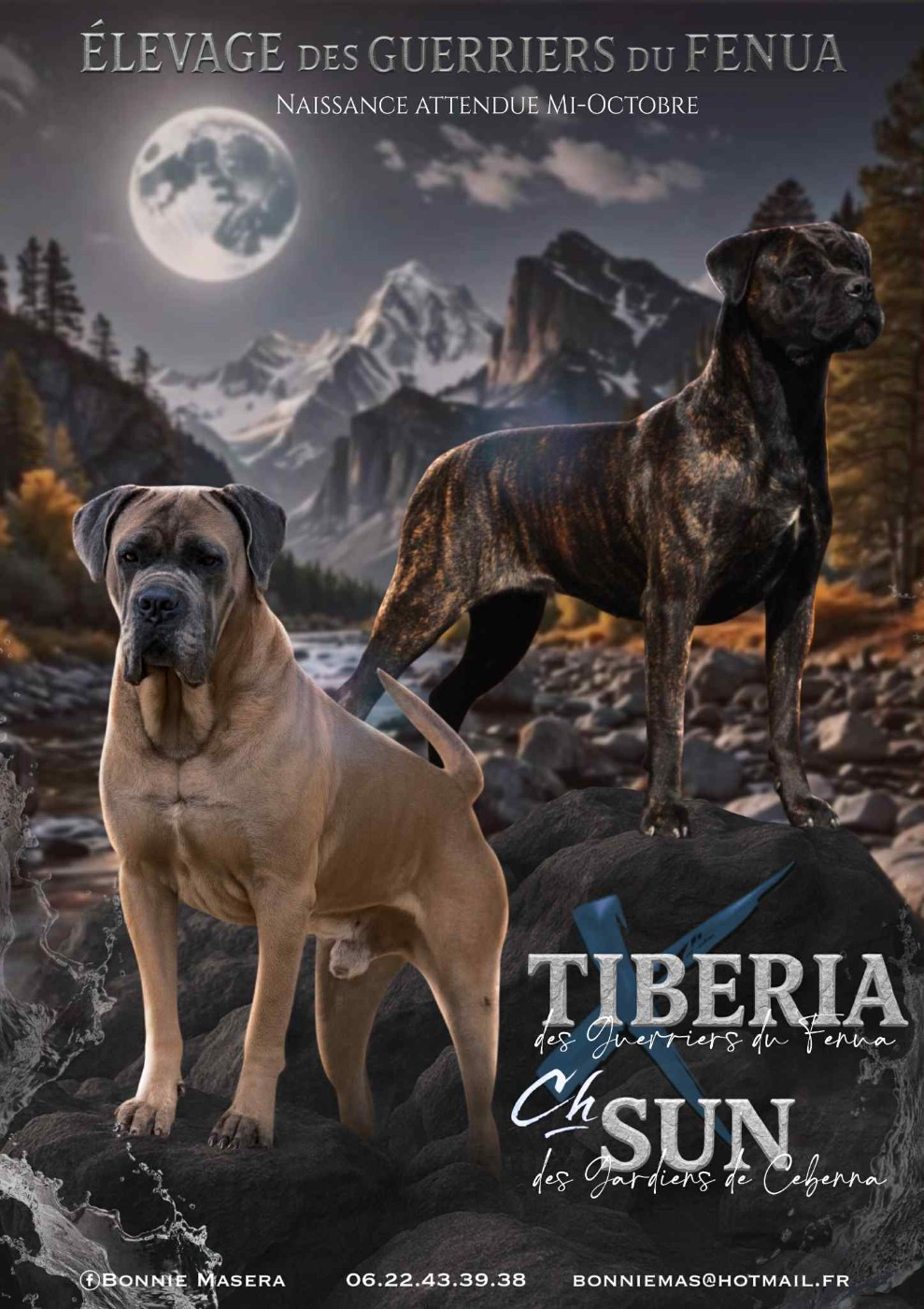 Chiot Cane Corso Des Guerriers Du Fenua