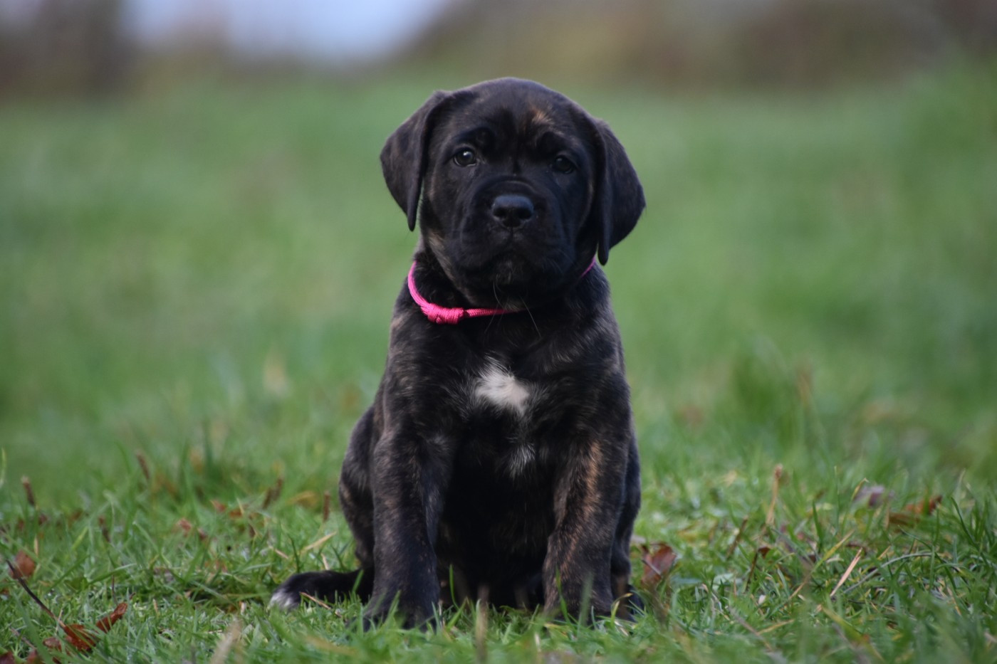 Des Guerriers Du Fenua - Chiots disponibles - Cane Corso