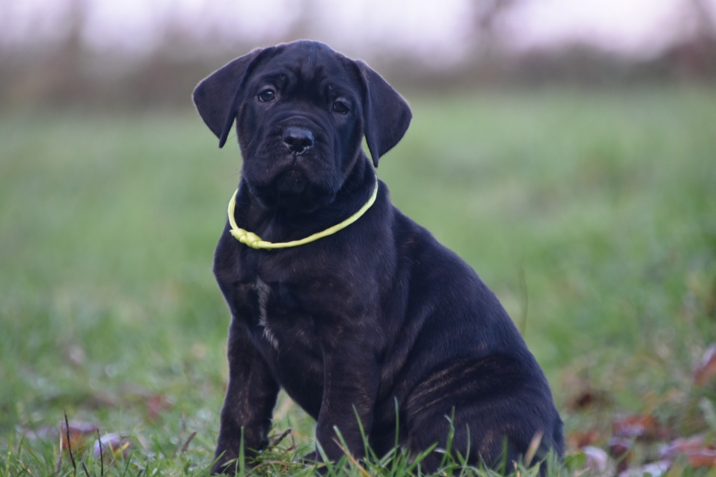 Des Guerriers Du Fenua - Chiots disponibles - Cane Corso