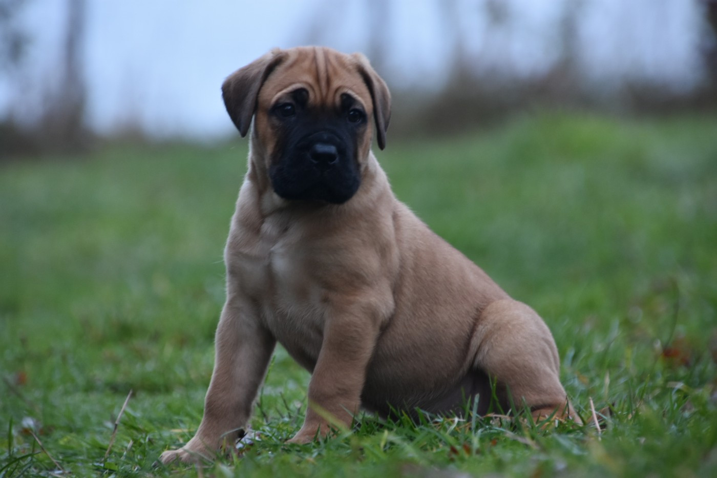Des Guerriers Du Fenua - Chiots disponibles - Cane Corso