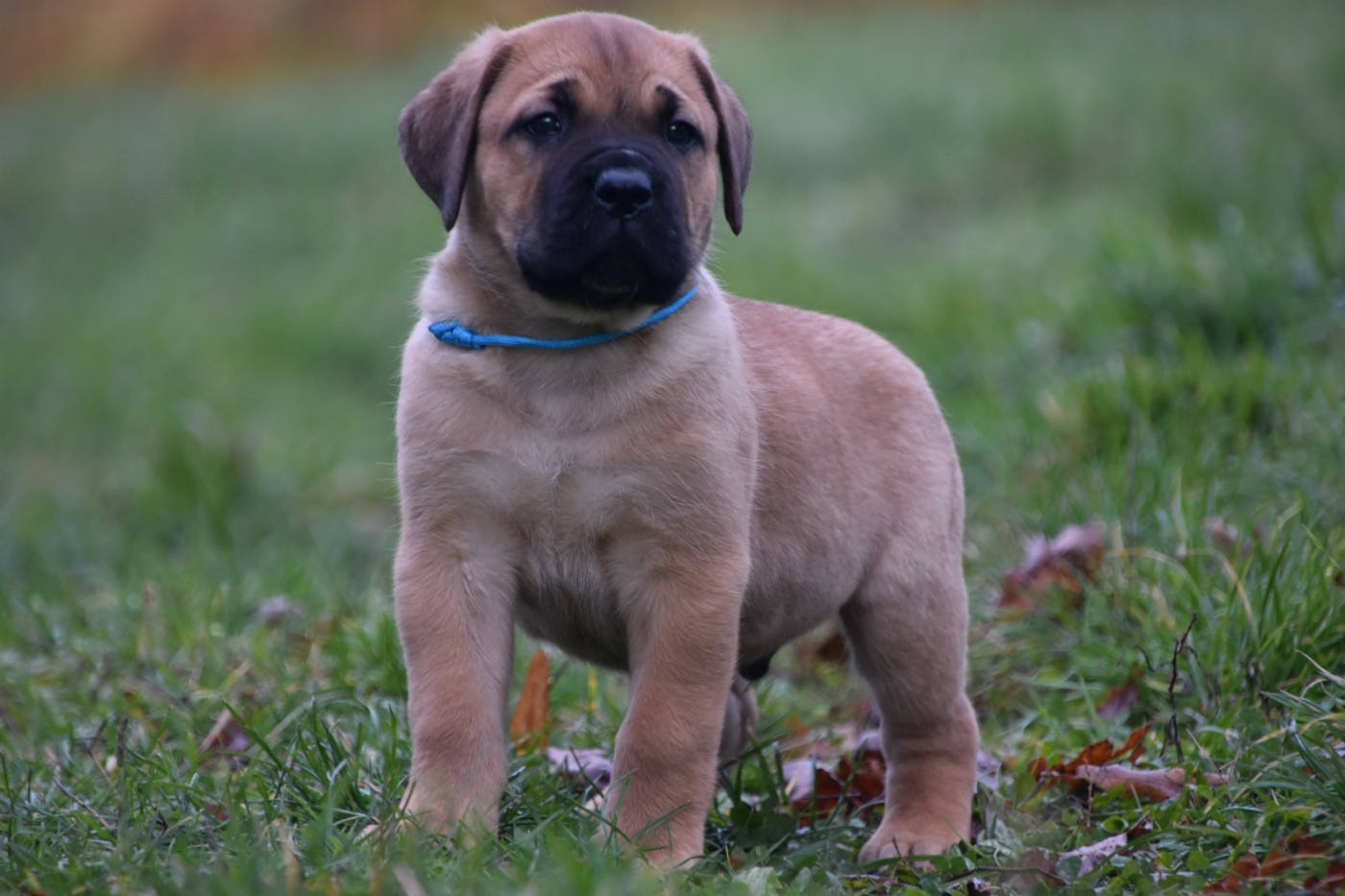 Des Guerriers Du Fenua - Chiots disponibles - Cane Corso