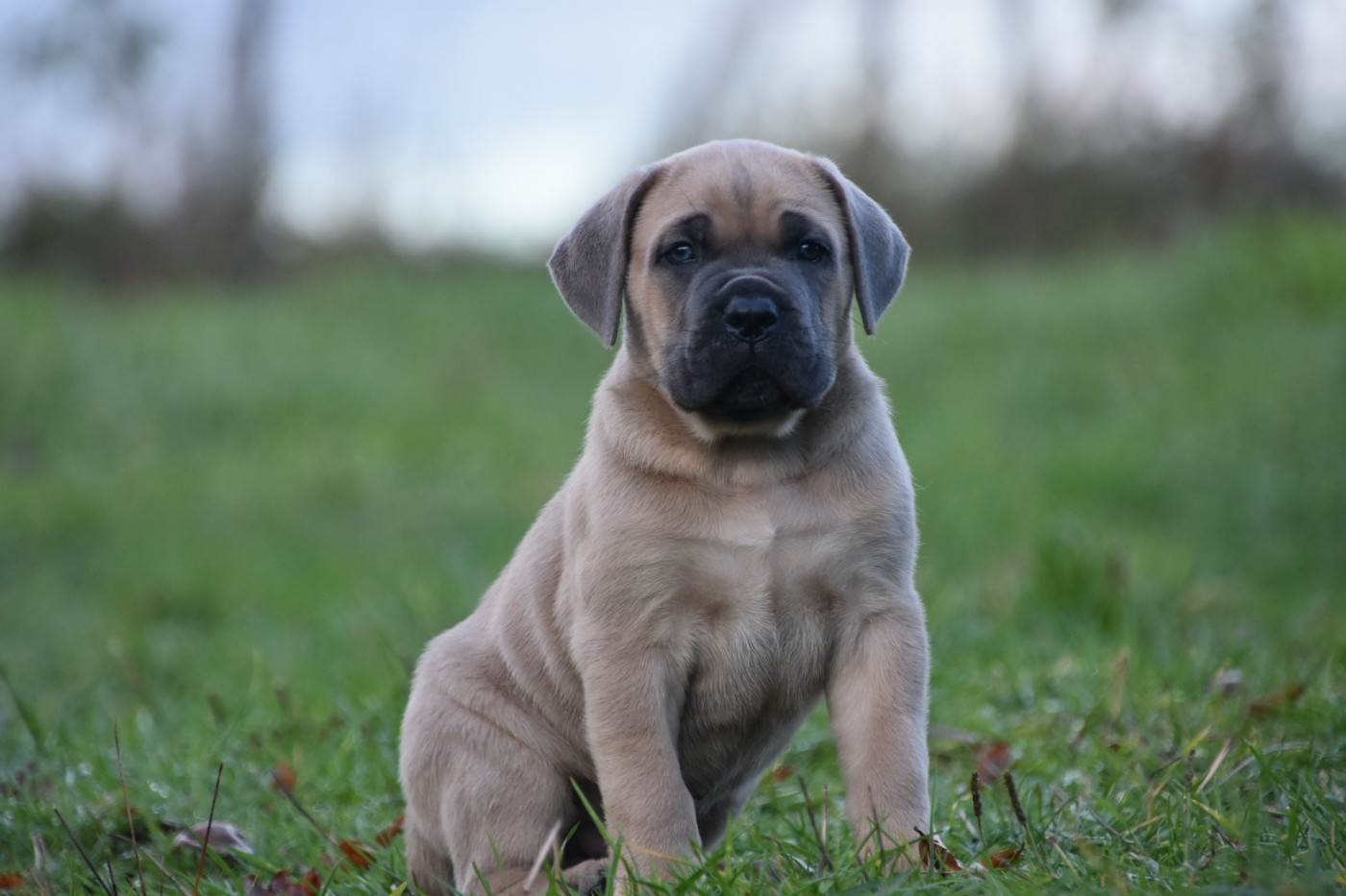 Des Guerriers Du Fenua - Chiots disponibles - Cane Corso