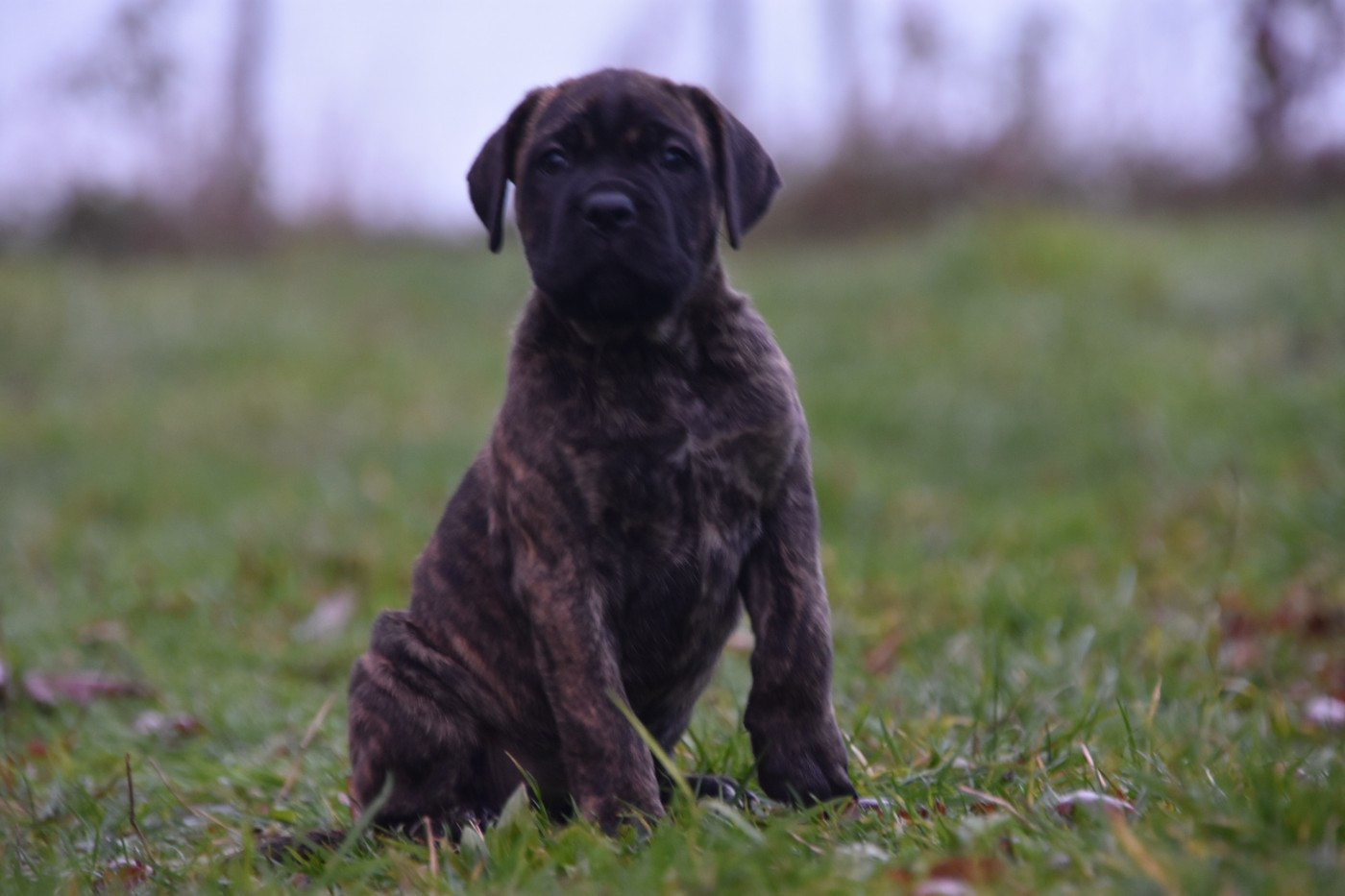Des Guerriers Du Fenua - Chiots disponibles - Cane Corso