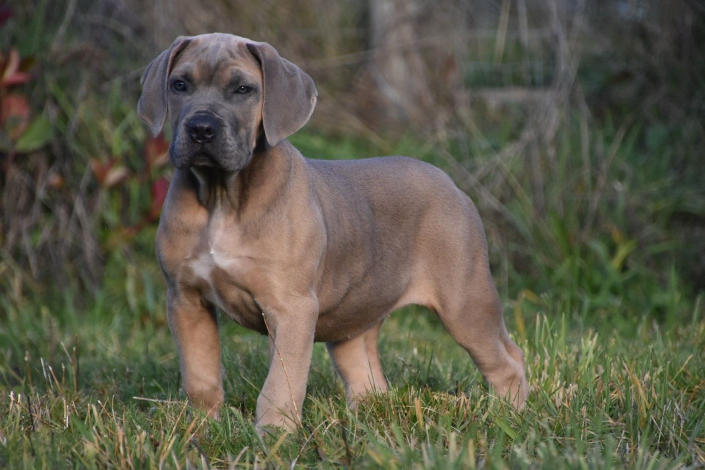 Des Guerriers Du Fenua - Chiots disponibles - Cane Corso