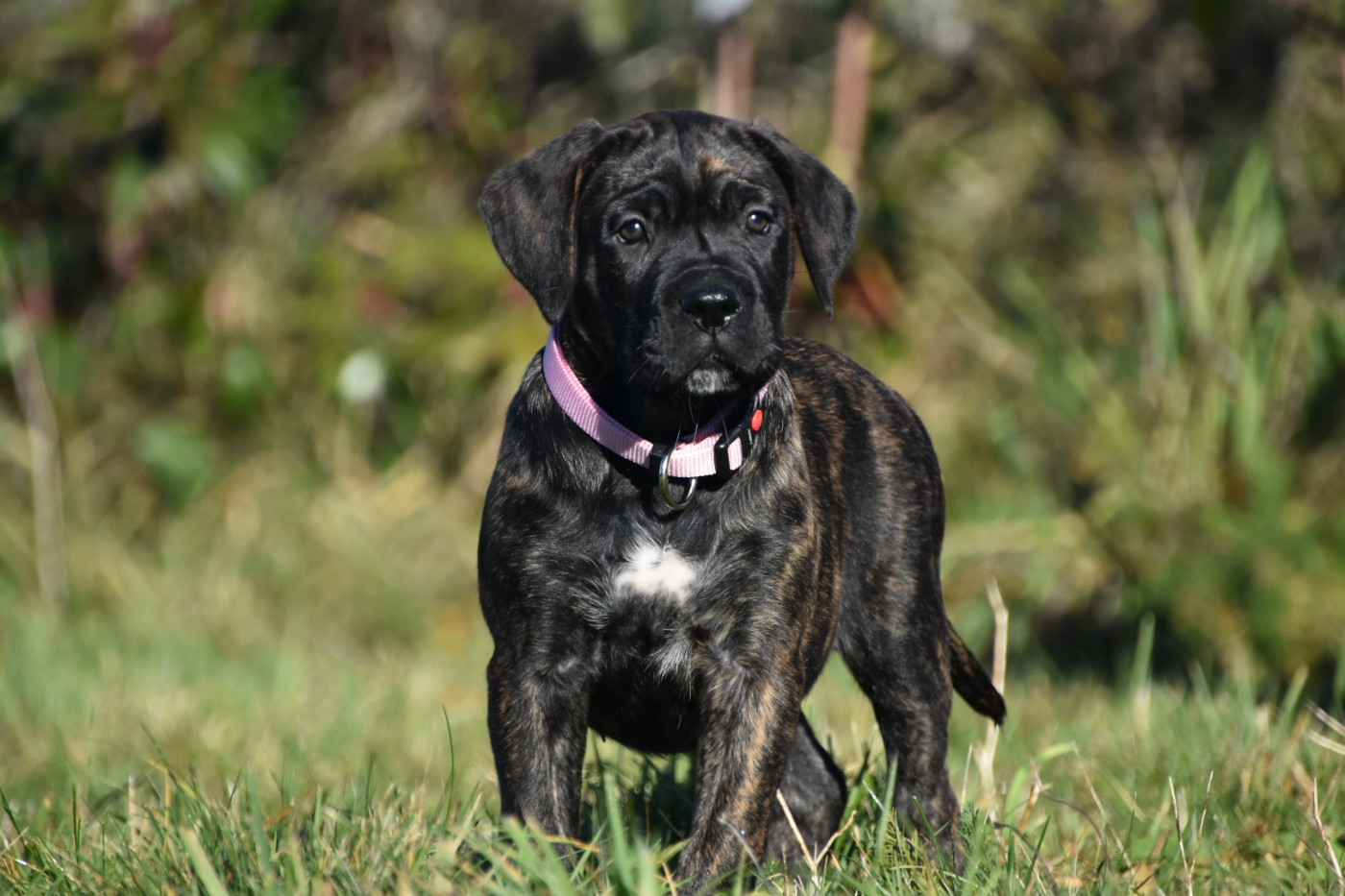 Des Guerriers Du Fenua - Chiots disponibles - Cane Corso