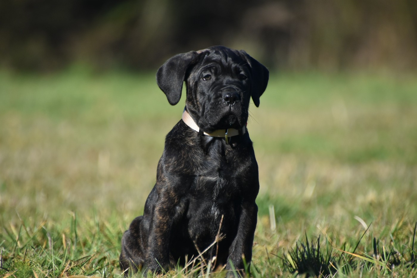 Des Guerriers Du Fenua - Chiots disponibles - Cane Corso